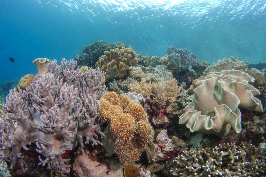 Corals Wakatobi Sulawesi Dive Trek Baubau