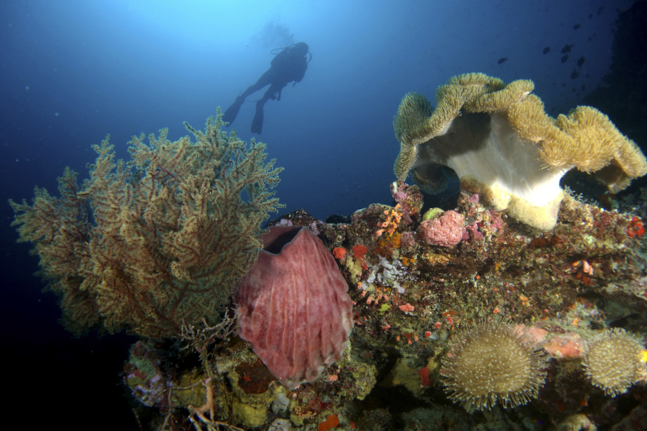 Recreational Diving Courses - Sulawesi Dive Trek