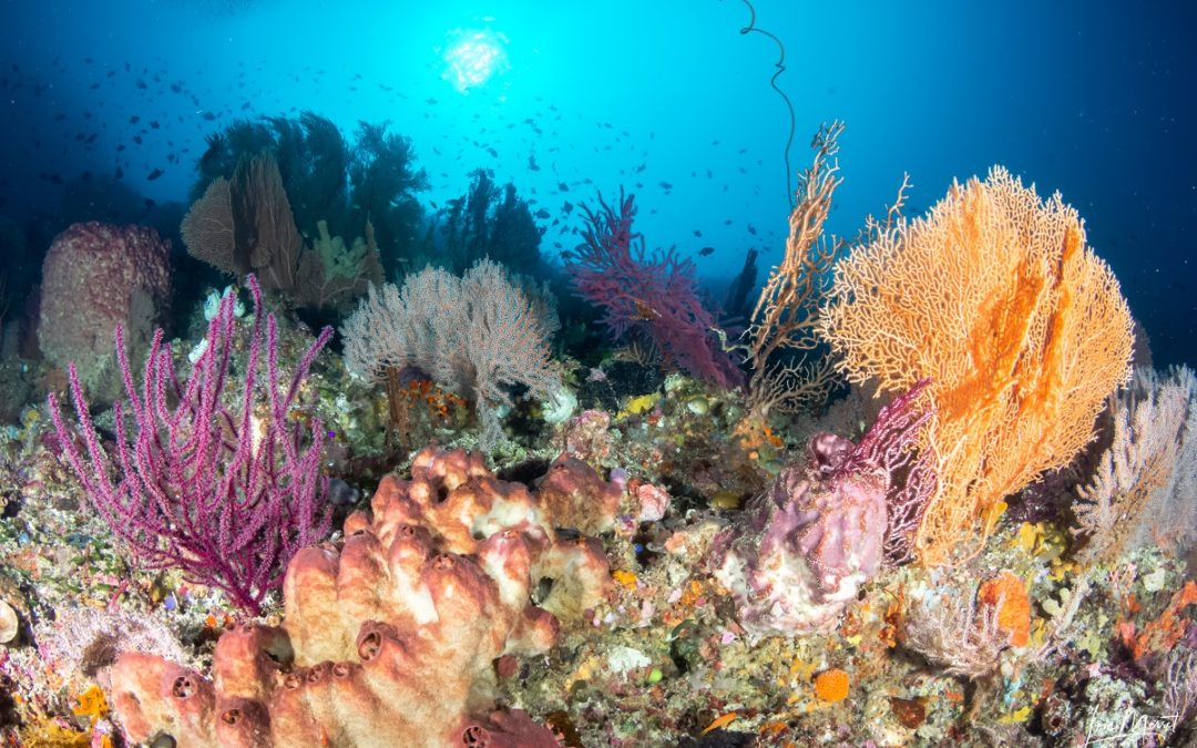 WAKATOBI : THE UNDERWATER NIRVANA.