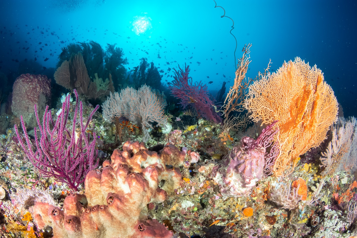 Coral reef in Wakatobi Sulawesi Dive Trek Baubau