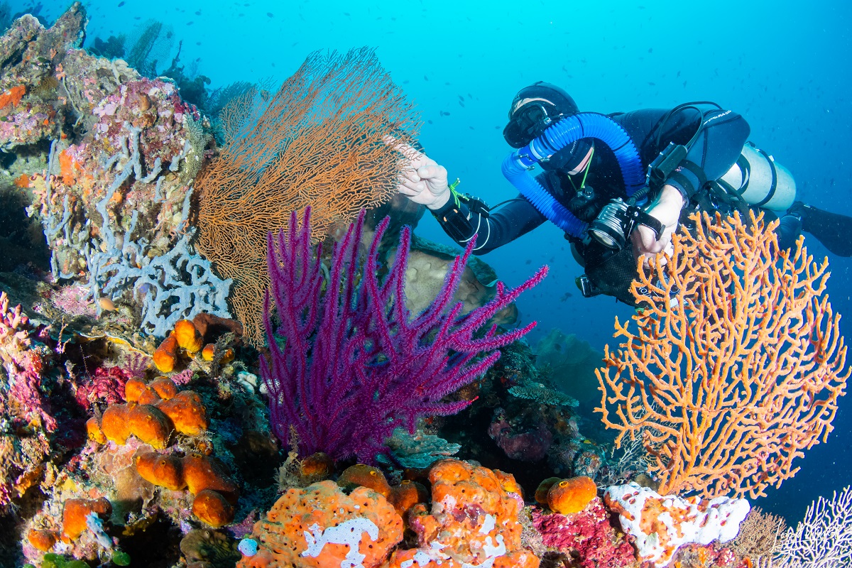 Diver Wakatobi Sulawesi baubau coral 